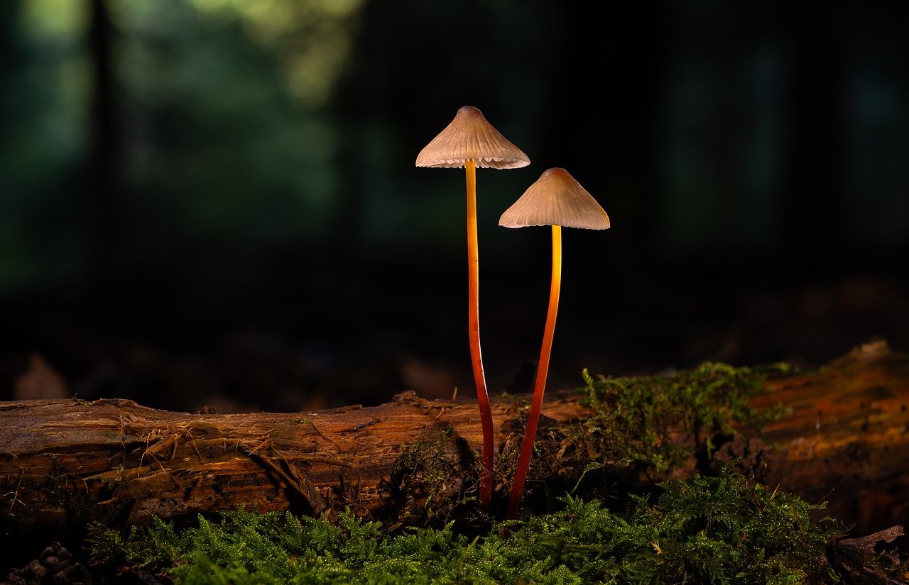 技术支持算不算作弊？